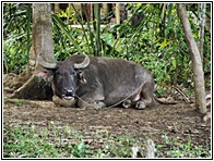 Carabao