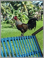 Rooster