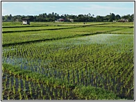 Rice Fields