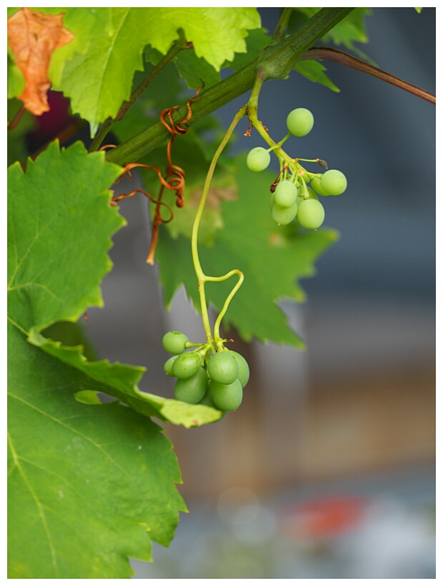 Grapes