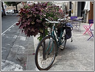 Flowery Bike