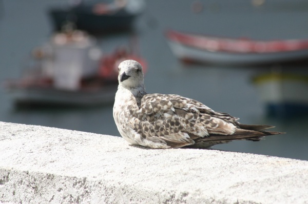 Brown Seagull 