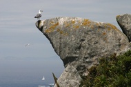 Gulls in Islas Cies