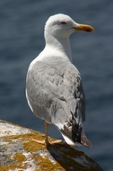 Seagull