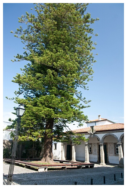 Araucaria Gigante