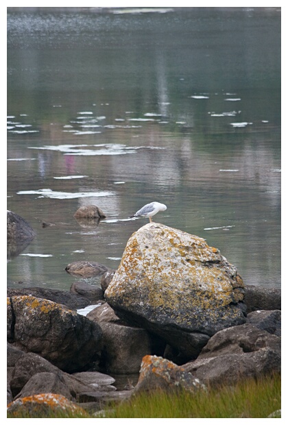 La Gaviota