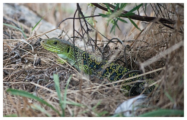 Lagarto Ocelado