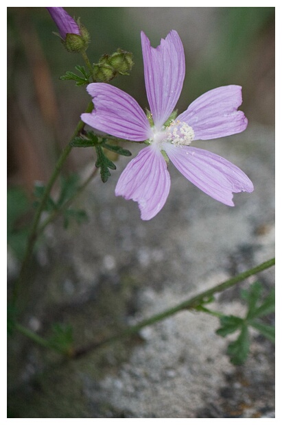 Flor Silvestre