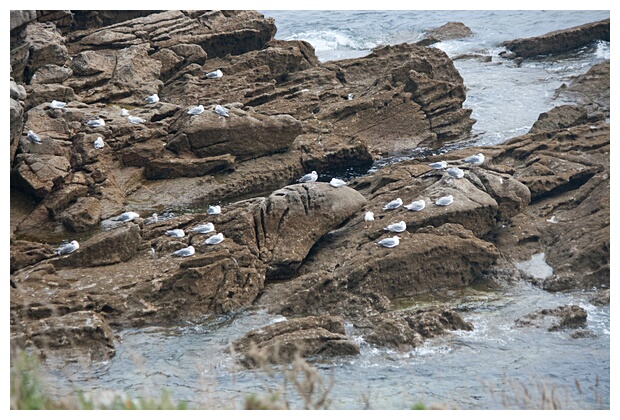 Gaviotas