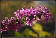 Buganvilla en Flor