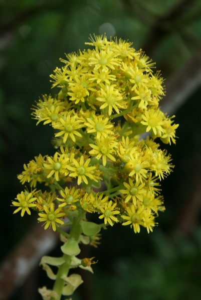 Flor amarilla