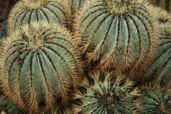 Echinocactus