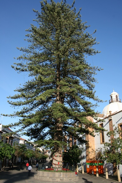 Araucaria