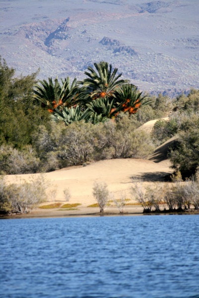 Oasis Dunar