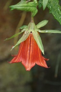 Flor Canaria