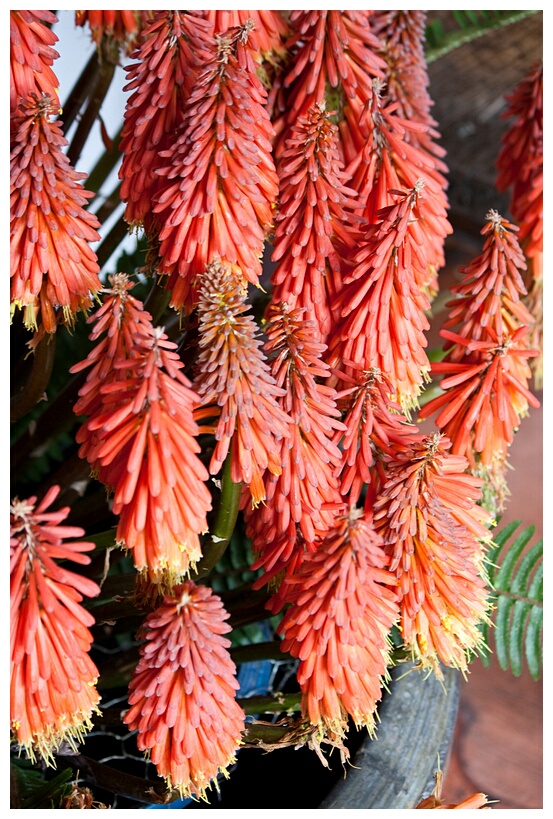 Flor de Aloe