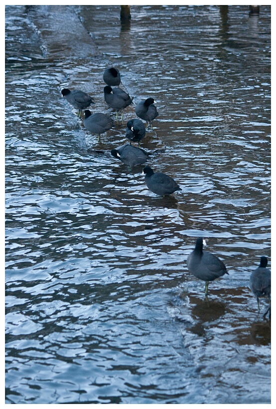 Patos de Atitln