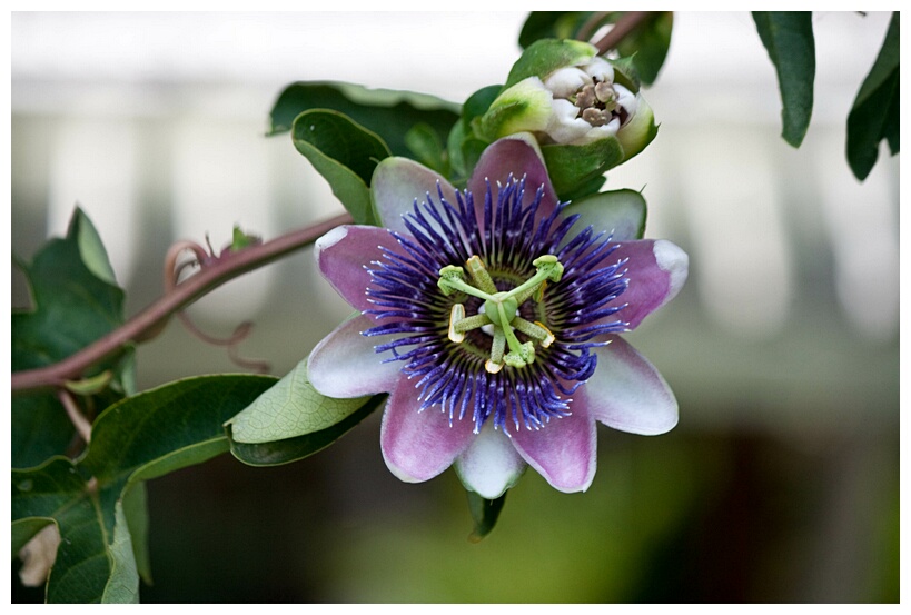 Flor de la Pasin