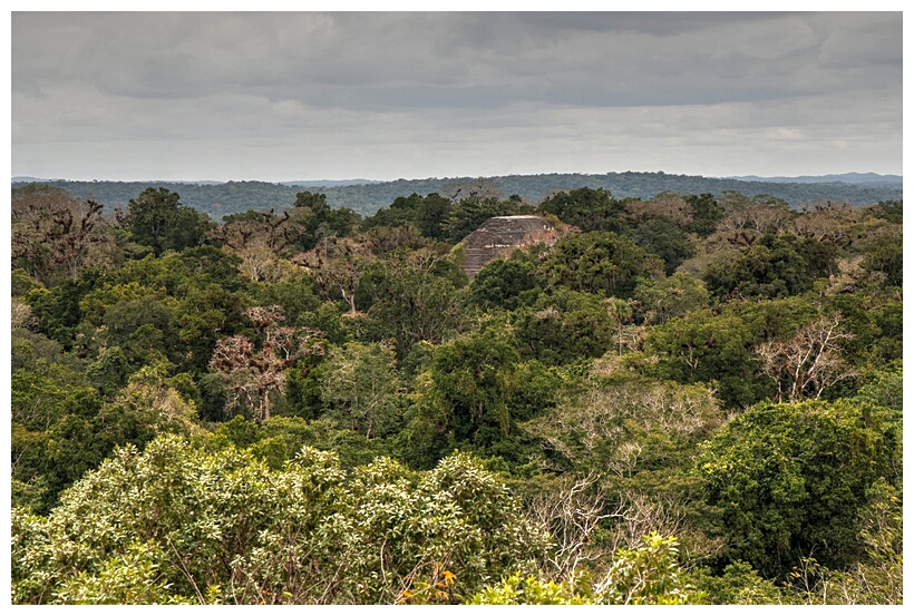 La Selva de Tikal