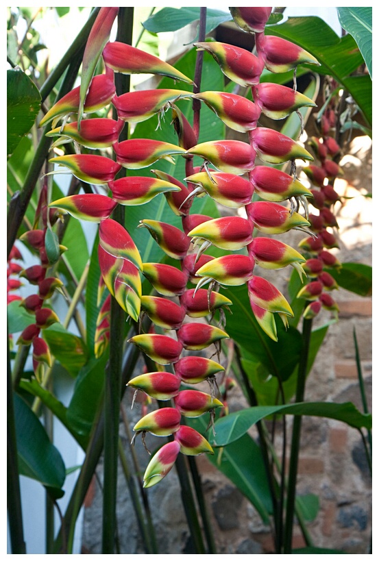 Heliconias