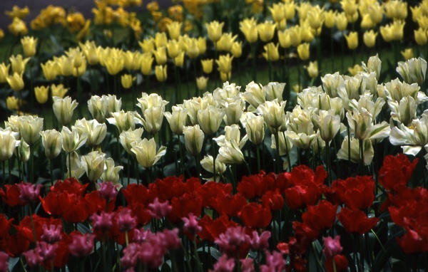 Tulip Fields