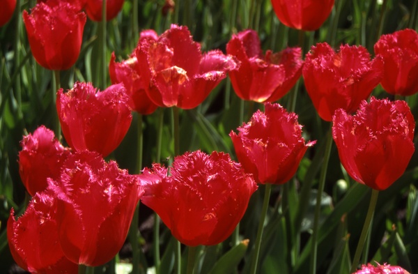 Fresh Tulips