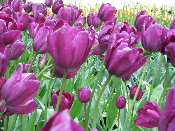 Field of Tulips