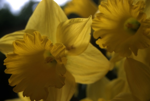 Narcissus