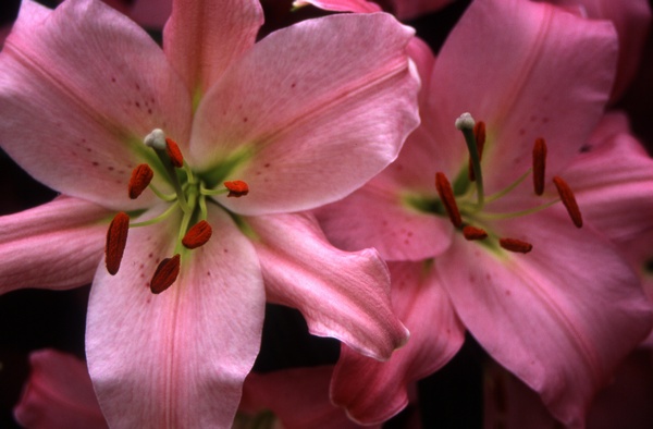 Pink Lilies