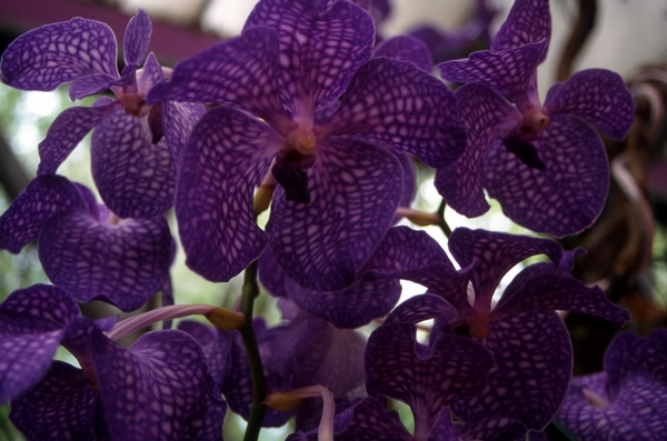 Phalaenopsis flowers