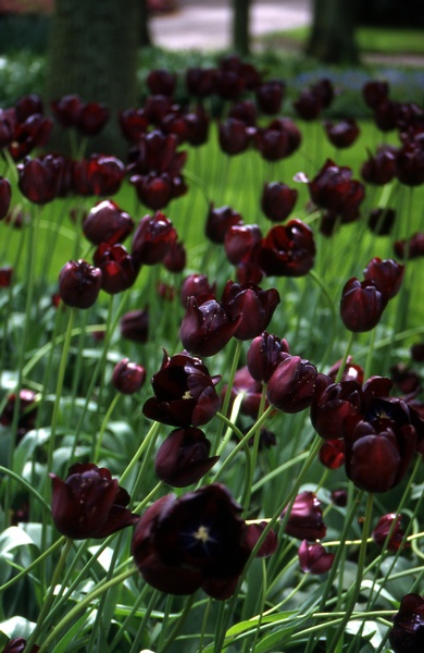 Purple Tulips