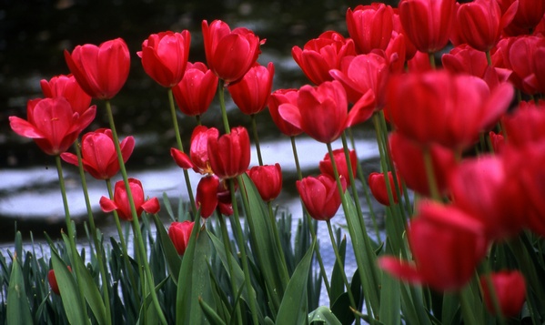 Red Tulips