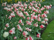 Multicoloured Tulips