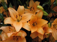 Orange Lilies