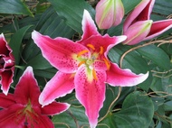 Beautiful Lilium