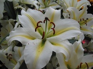 White Lilium