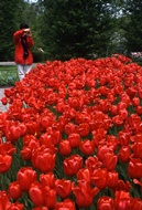 Red Tulips