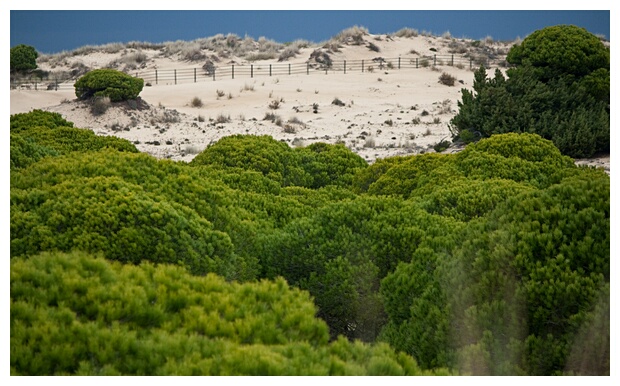 Dunas y Pinos