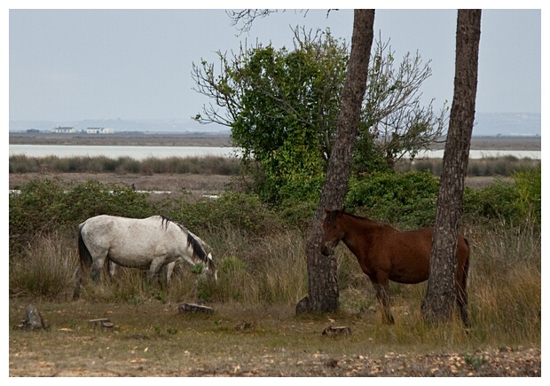 Caballos Marismeos