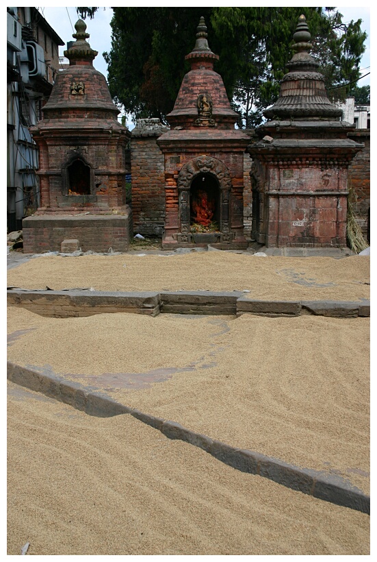 Drying Rice