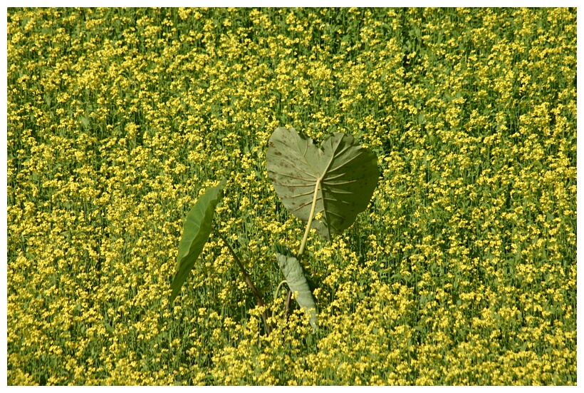 Yellow Field