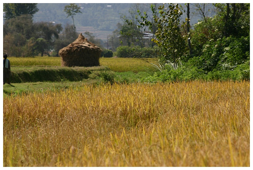 Rice Field