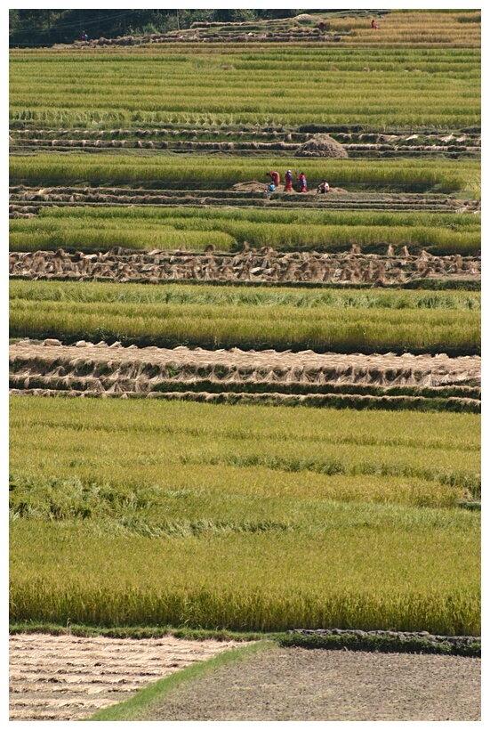 Rice Fields