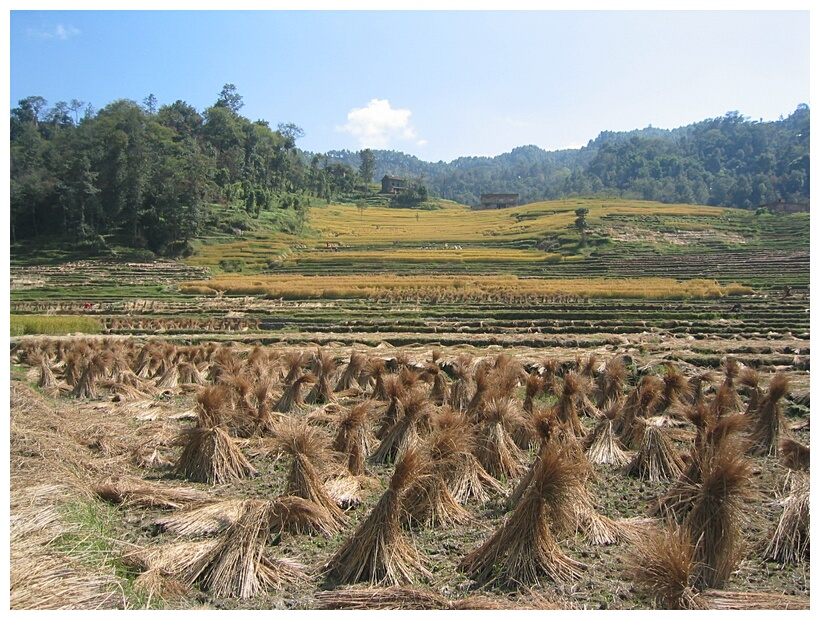 Rice crop