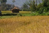 Rice Field