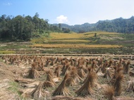 Rice crop