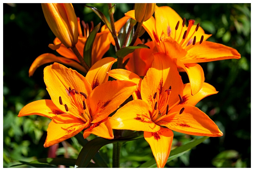 Orange Lily