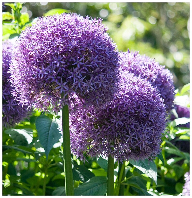 Allium