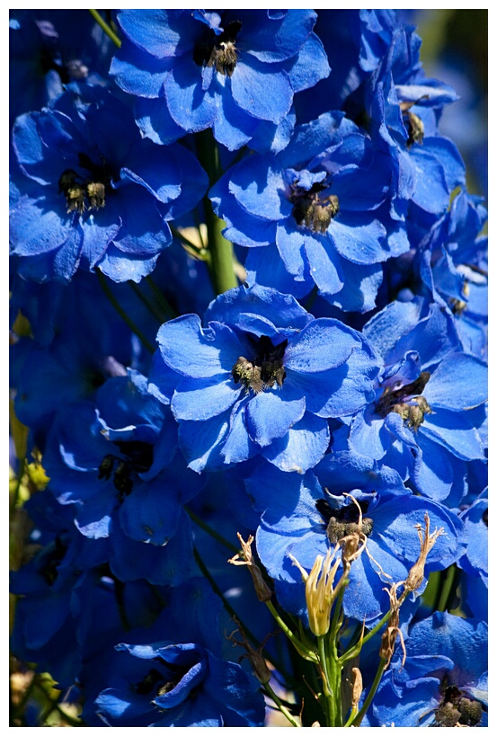 Blue Flowers