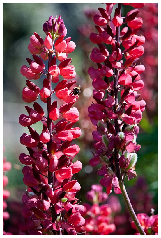 Flowers of Mount Stewart Gardens